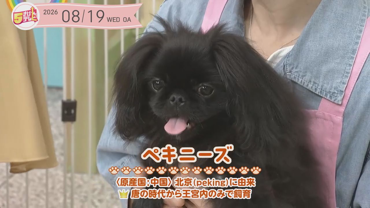 ペキニーズとワンちゃんの熱中症対策 | ちょペット天国の画像