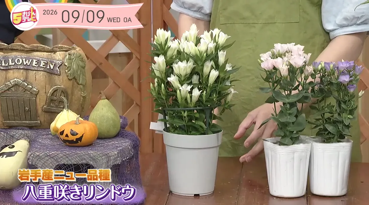 イメージ1