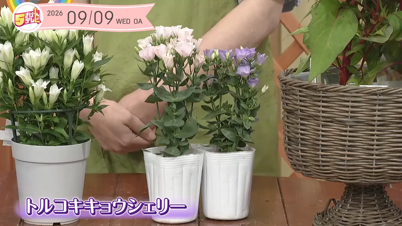 イメージ1