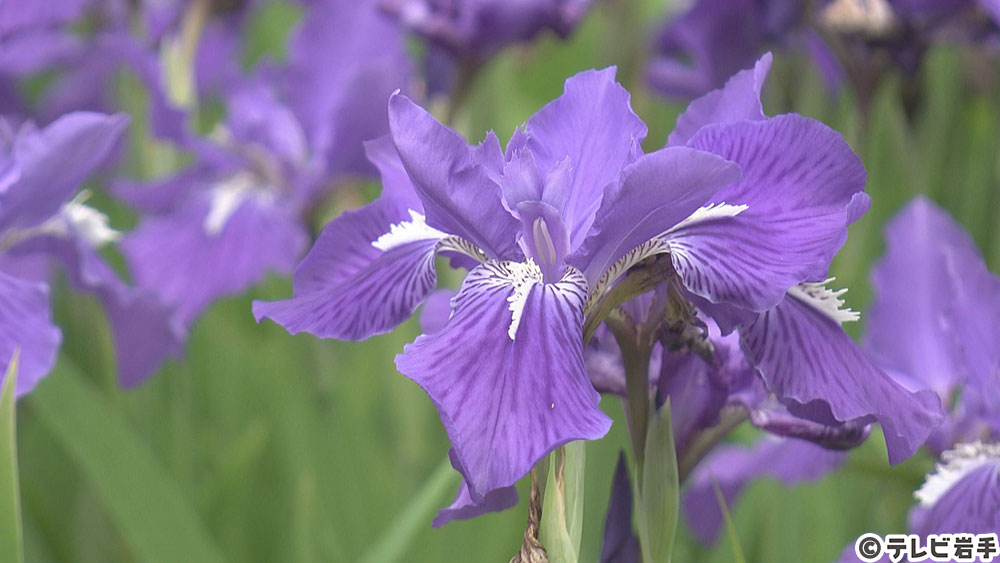 芭蕉ゆかりの地