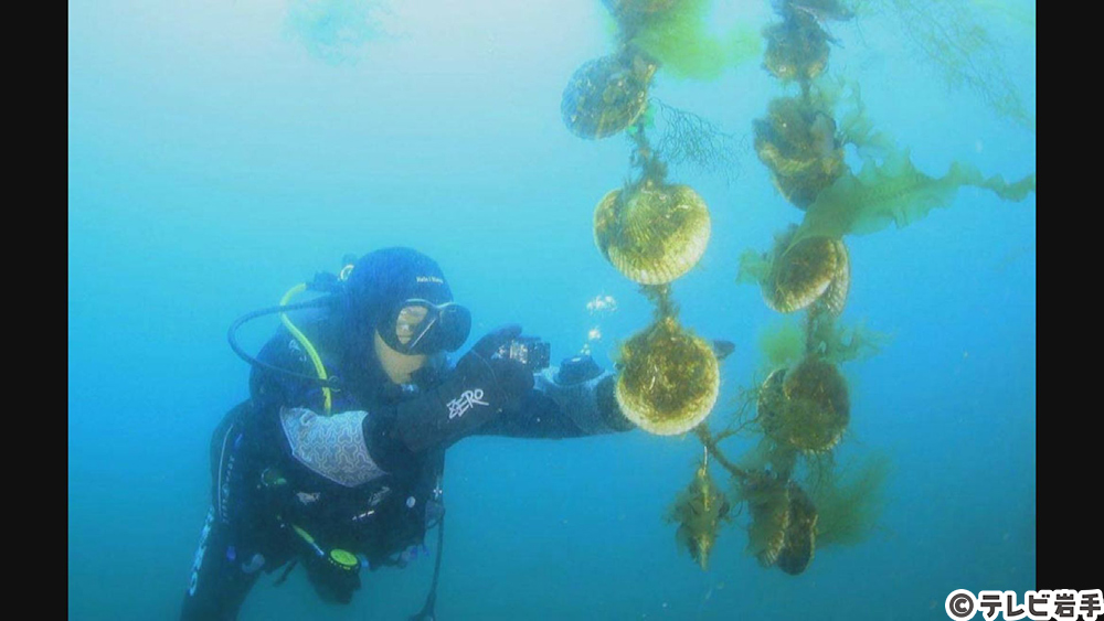 三陸自慢の海の幸