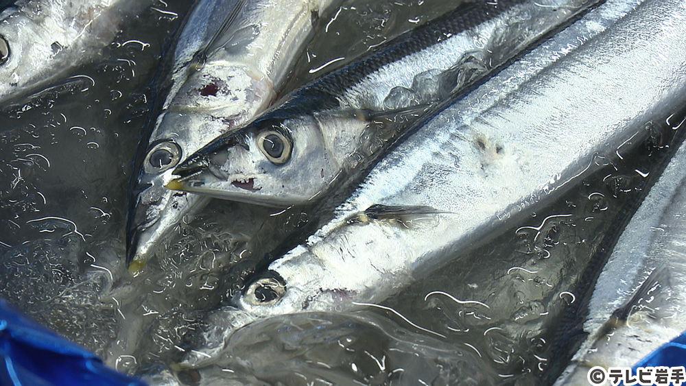 新鮮な秋刀魚を