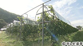 高橋葡萄園