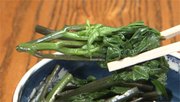 
山の恵み山菜を味わう