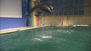 東北唯一「イルカショー」が行われる水族館