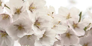 Vol.106 5月8日 桜・春色ランチ