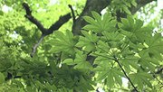 Vol.367 6月12日 涼やかに初夏の麺