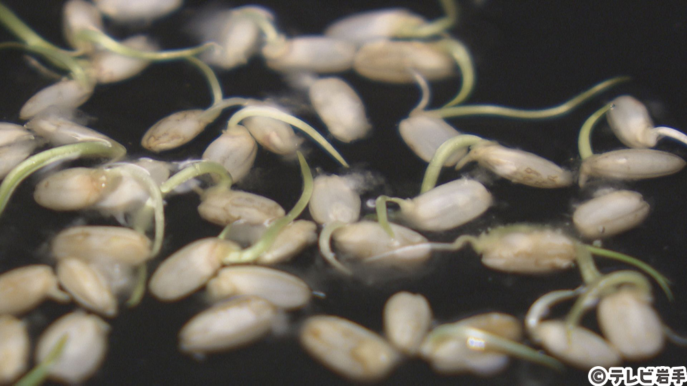 “生きた米”を知る