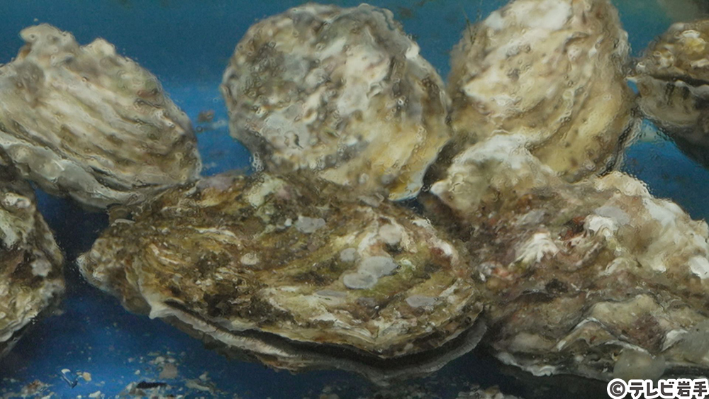 大船渡の地魚を