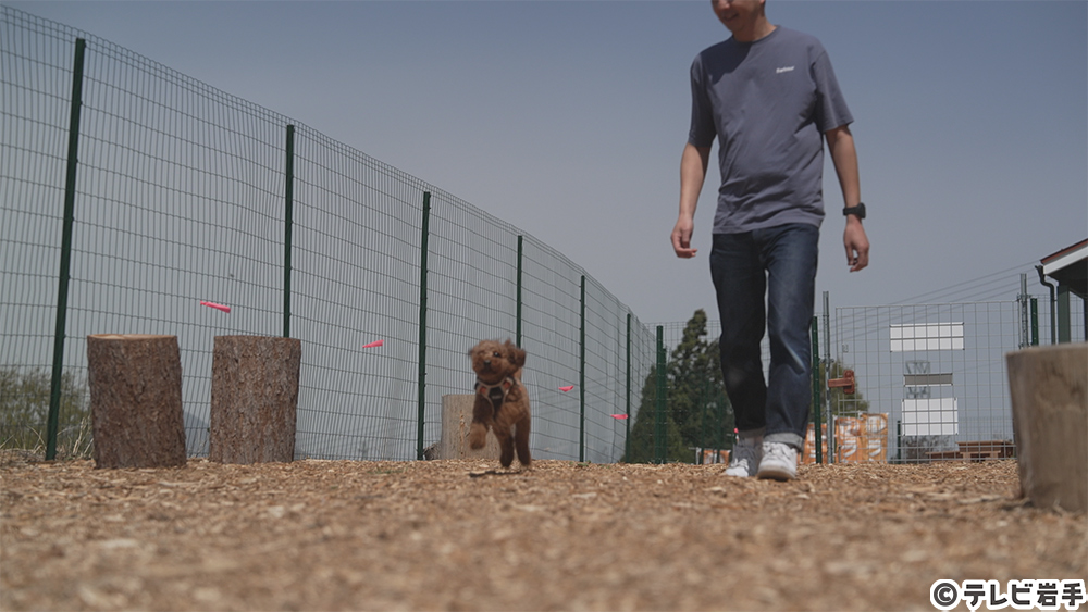 犬が主役のカフェ