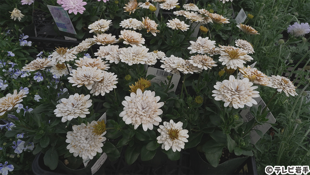 花とたわむれて