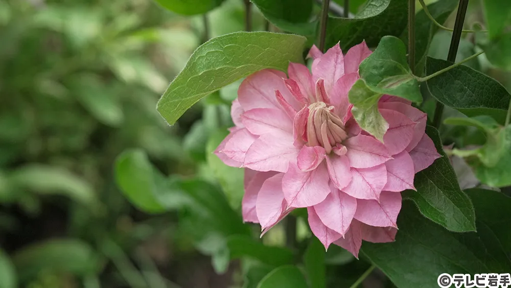 つる性植物の女王