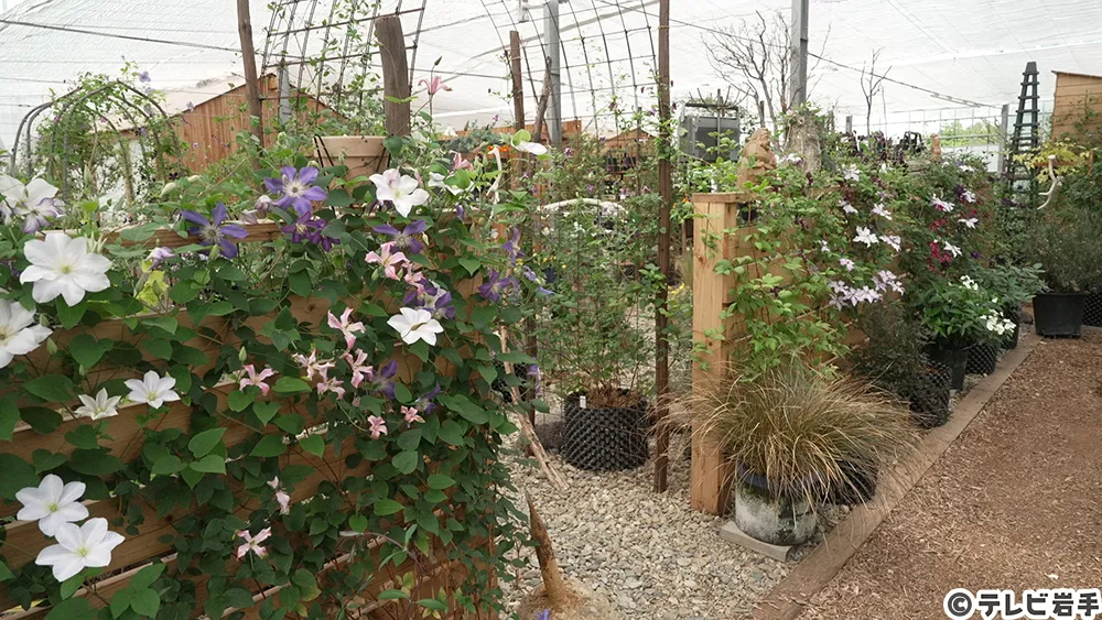 つる性植物の女王
