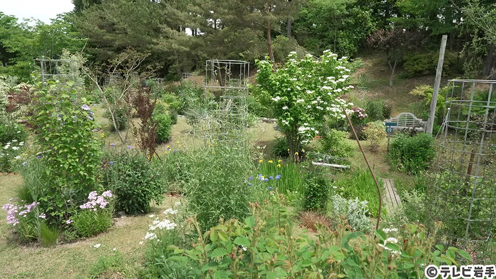 つる性植物の女王