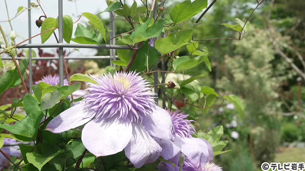 つる性植物の女王